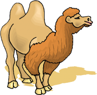 a camel